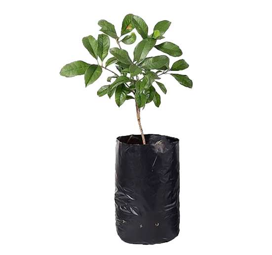 Bolsa semillera negra